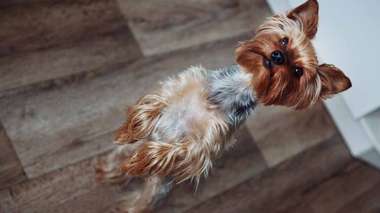 L'huissier a refusé le « chien de soutien émotionnel » qui perd sa demande d'invalidité