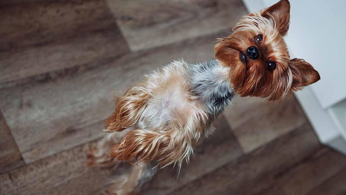 L'huissier a refusé le "chien de soutien émotionnel" qui perd sa demande d'invalidité
