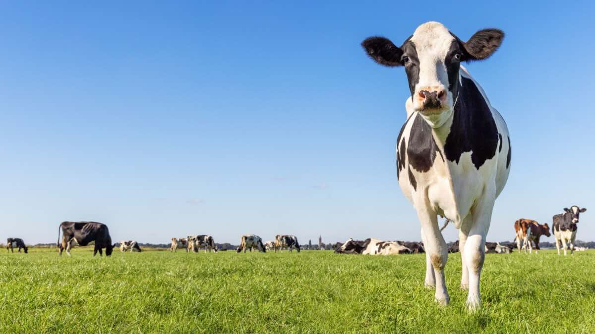 Les producteurs laitiers avertissent les pénuries de main-d'œuvre pourraient affecter la sécurité alimentaire