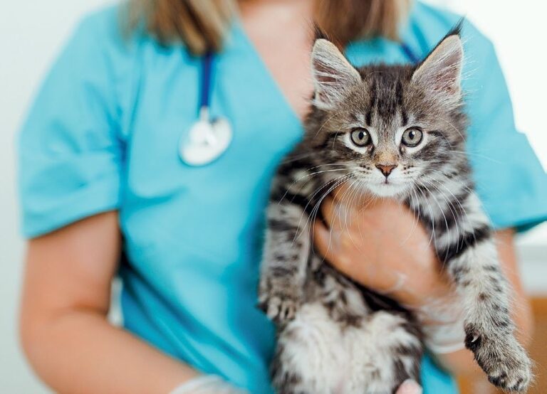 Groupe CVS : une société de services vétérinaires qui ronronne bien